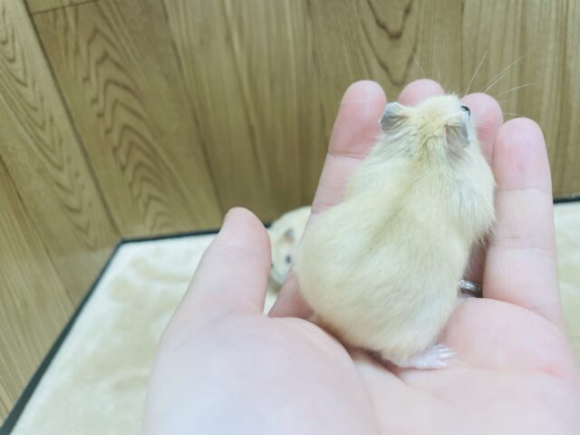 ジャンガリアン