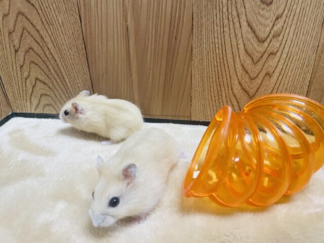 ジャンガリアン