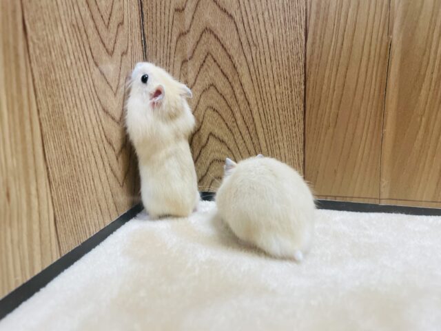 ジャンガリアン