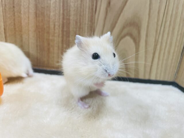 ジャンガリアン