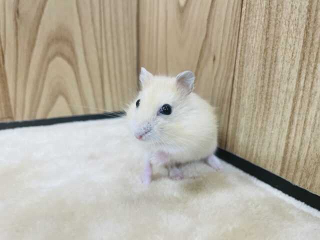 ジャンガリアン