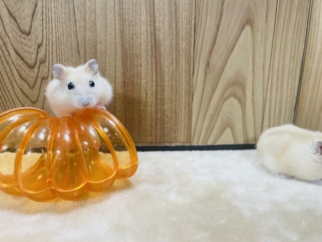 ジャンガリアン