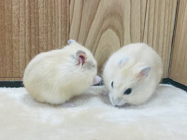 ジャンガリアン