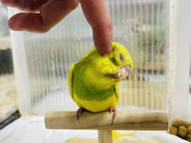 セキセイインコ
