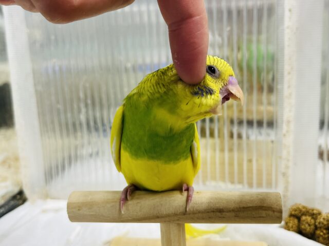 セキセイインコ