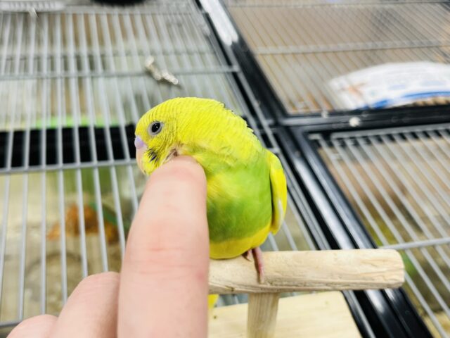 セキセイインコ