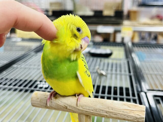 セキセイインコ