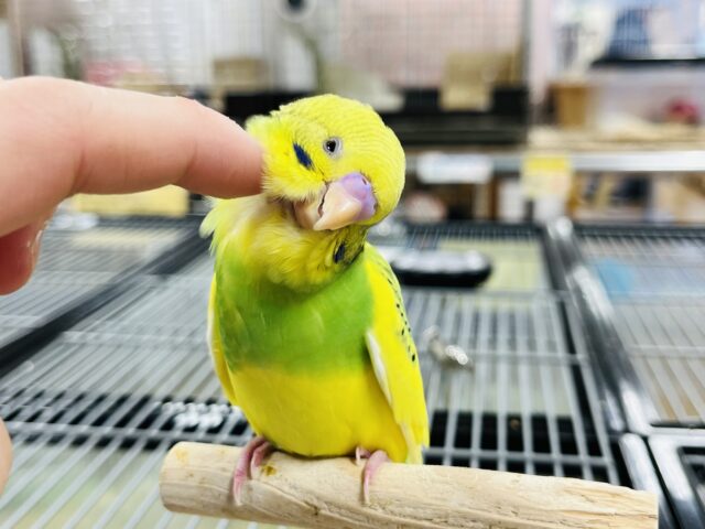 セキセイインコ