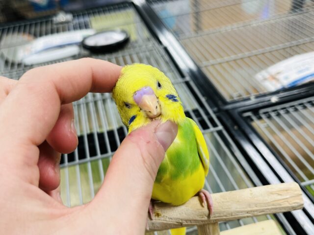セキセイインコ