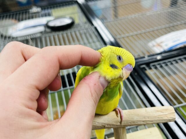 セキセイインコ