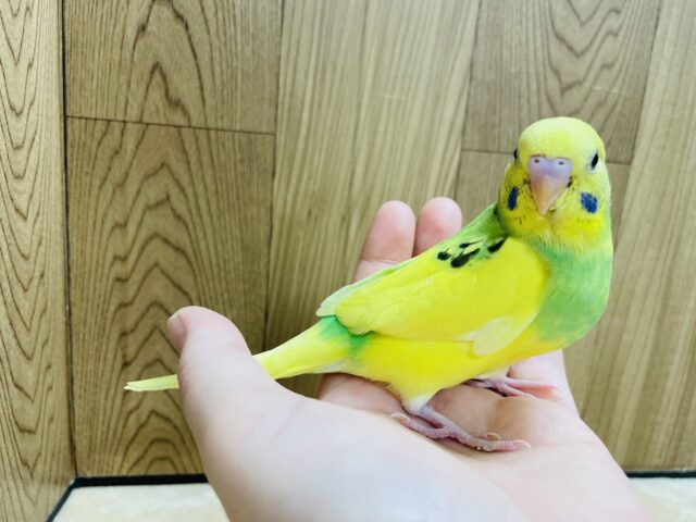 セキセイインコ