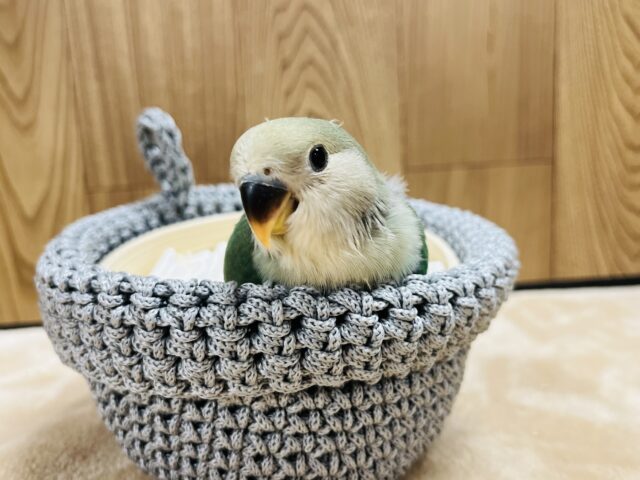 コザクラインコ（小桜インコ）