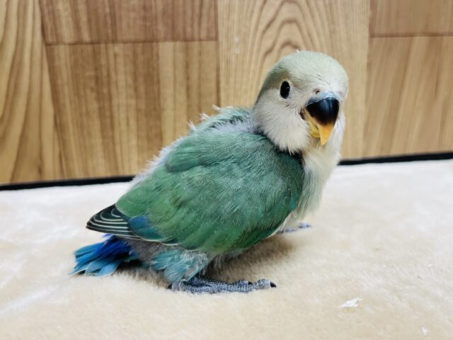 コザクラインコ（小桜インコ）