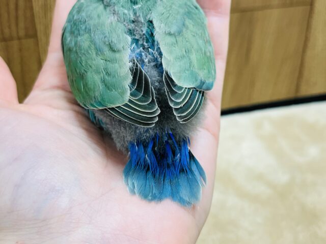 コザクラインコ（小桜インコ）