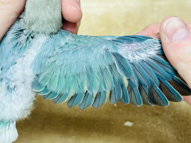 コザクラインコ（小桜インコ）