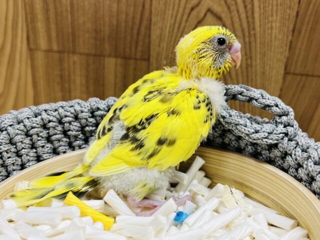 セキセイインコ
