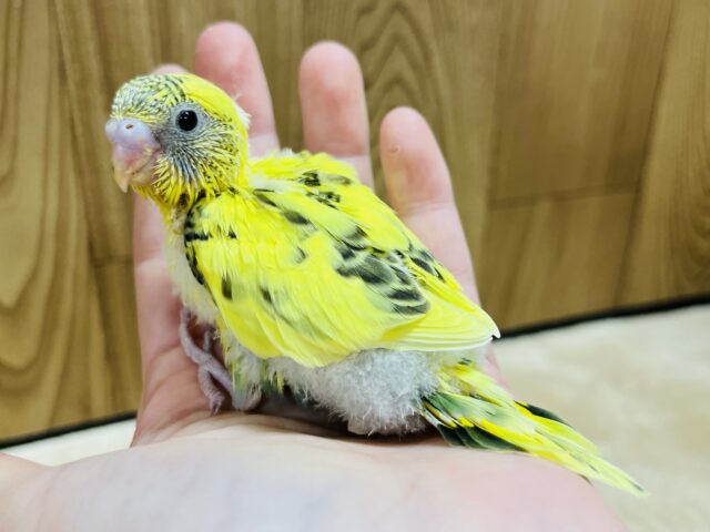 セキセイインコ