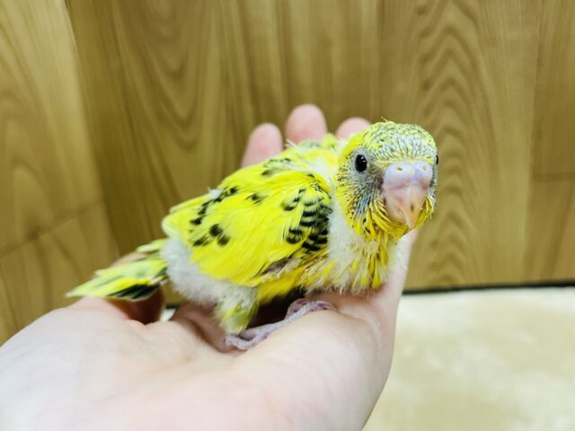 セキセイインコ