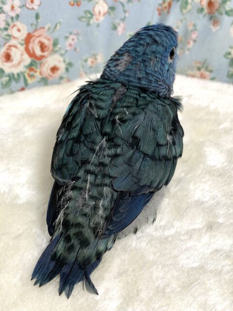 サザナミインコ