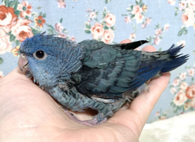 サザナミインコ