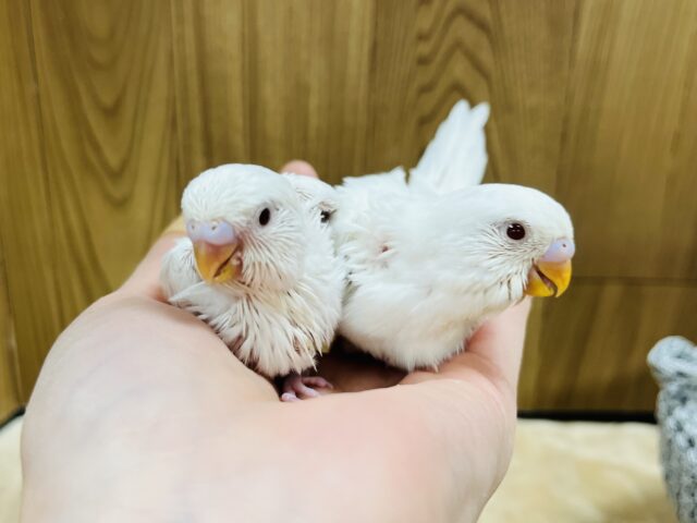 セキセイインコ