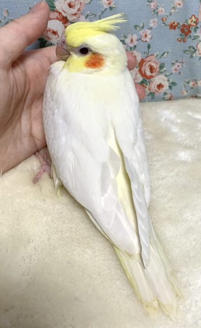 オカメインコ