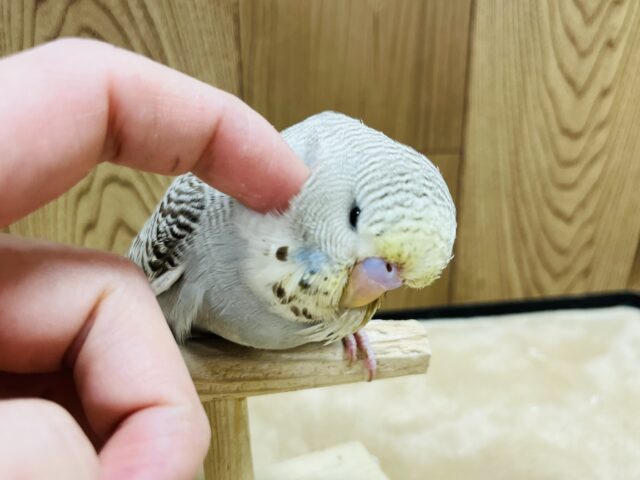 ジャンボセキセイインコ