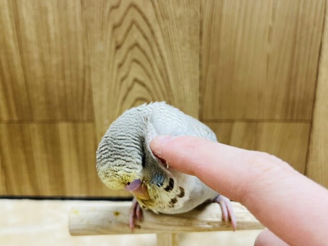 ジャンボセキセイインコ