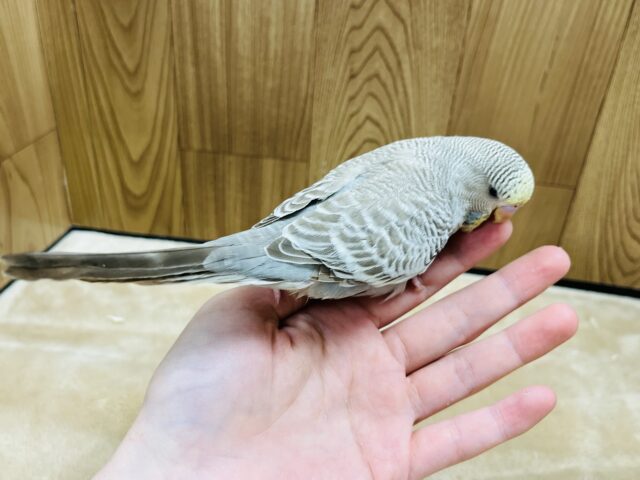 ジャンボセキセイインコ
