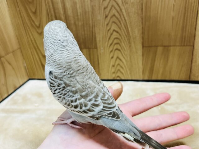 ジャンボセキセイインコ
