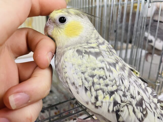 オカメインコ
