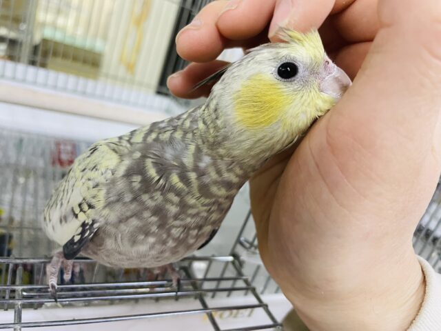 オカメインコ
