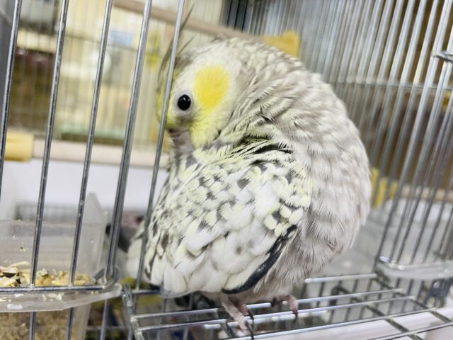 オカメインコ