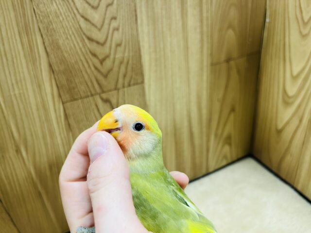 コザクラインコ（小桜インコ）