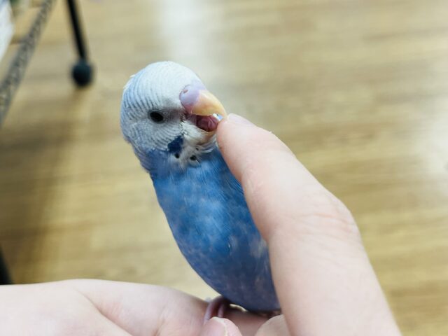 セキセイインコ