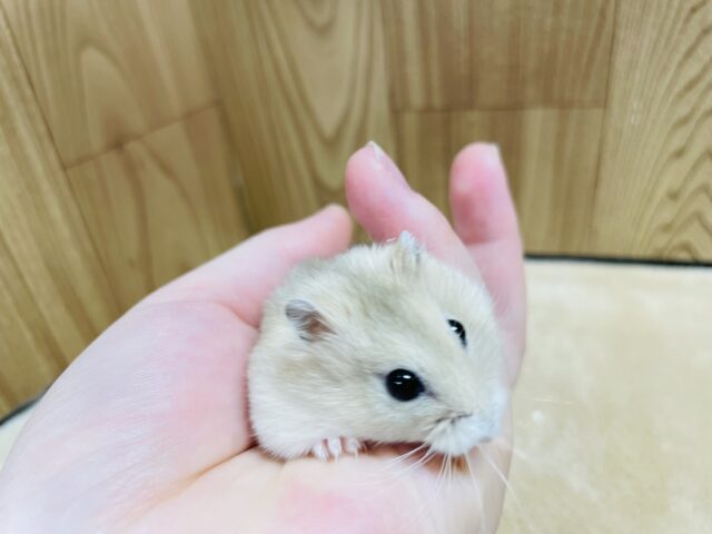 ジャンガリアン