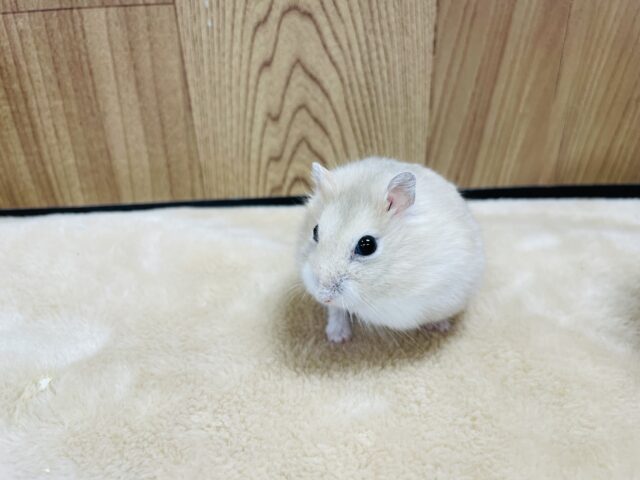 ジャンガリアン