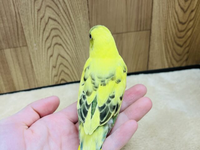 セキセイインコ
