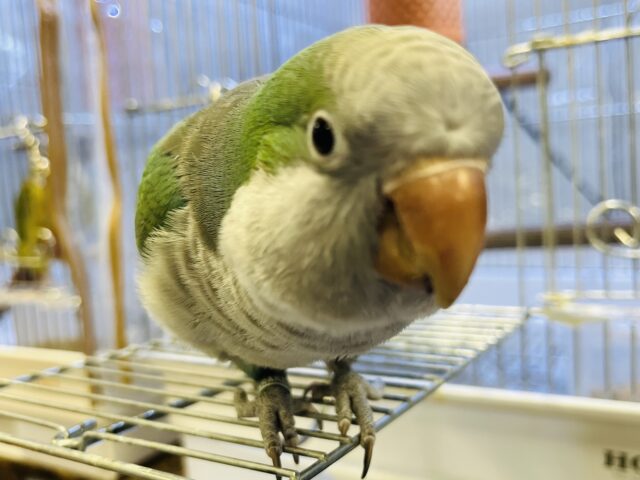 オキナインコ
