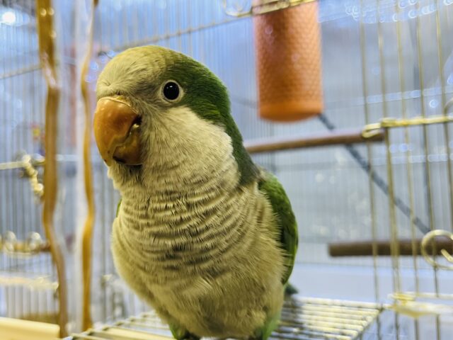 オキナインコ