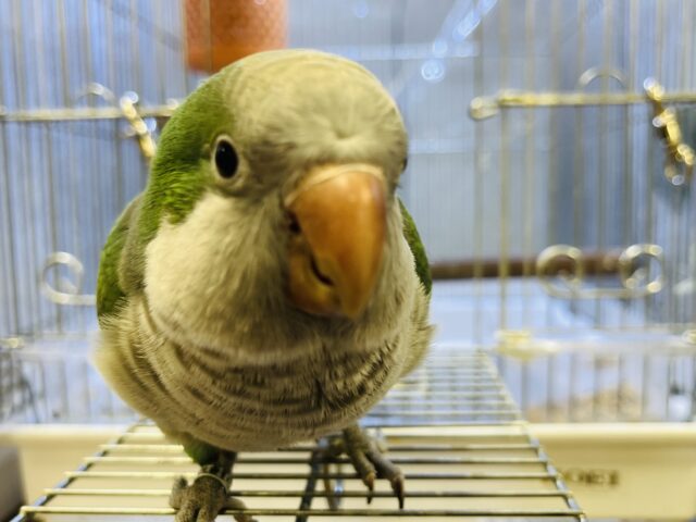 オキナインコ