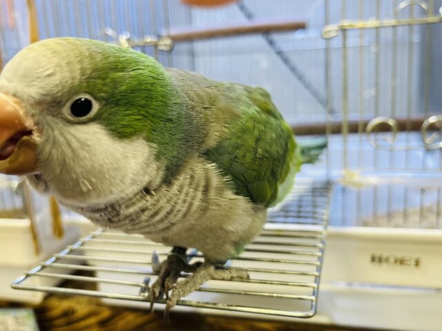 オキナインコ
