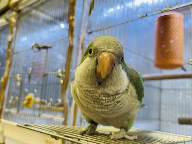 オキナインコ