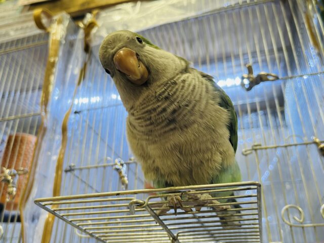 オキナインコ