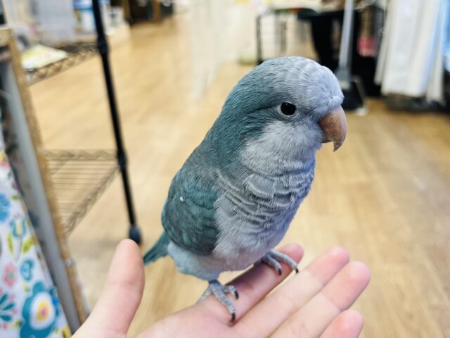 オキナインコ