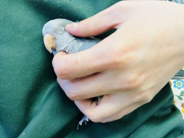 オキナインコ