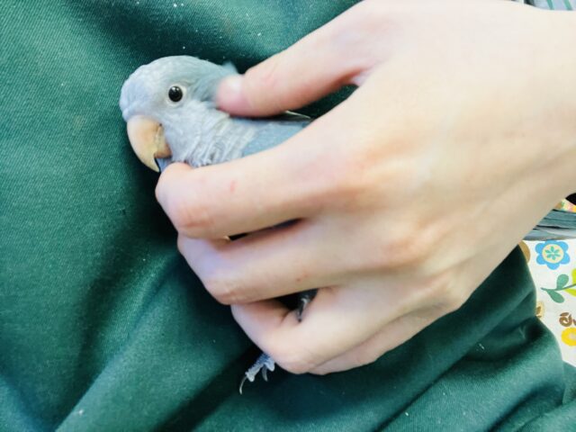 オキナインコ
