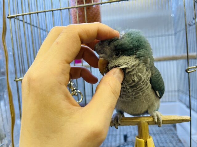 オキナインコ