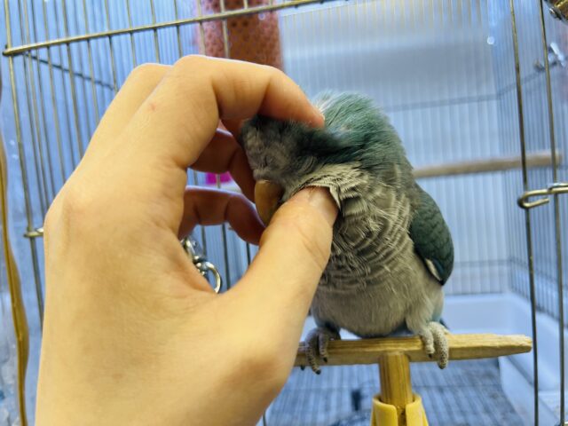 オキナインコ