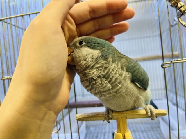 オキナインコ